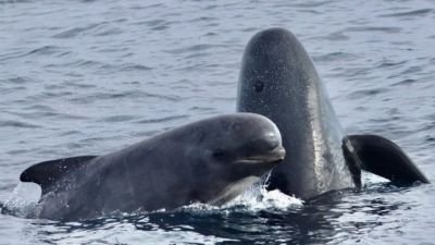 A criatura das profundezas que dá medo até nas orcas