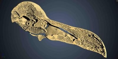 Estudo revela como o dodô enxergava e percebia o mundo antes da extinção