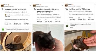 Rato maratonista? Este hamster percorre 70 km por semana e virou celebridade no Strava