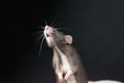 Cientistas criam clones fêmeas de camundongos machos com técnica genética inédita
